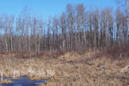 Boreal Plains | Canadian Survival Environment