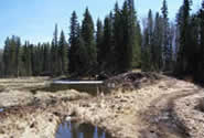 Boreal Plains | Canadian Survival Environment