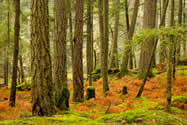 Western Coastal Forest | Canadian Survival Environment