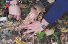 Preparing Birch Bark Tinder